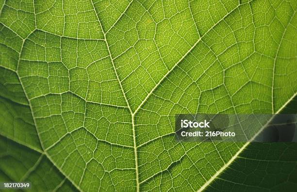 Abstract Leaf Stock Photo - Download Image Now - Backgrounds, Color Image, Focus On Foreground