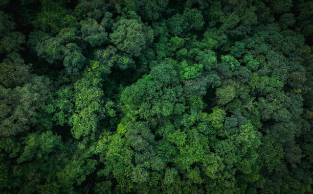 森の中の緑の木々の上空写真。鬱蒼とした緑の木々がco2を捕捉するドローンビュー。 カーボンニュートラルとネットゼロエミッションコンセプトのための緑の木の自然の背景。サステナブル - 熱帯の木 ストックフォトと画像