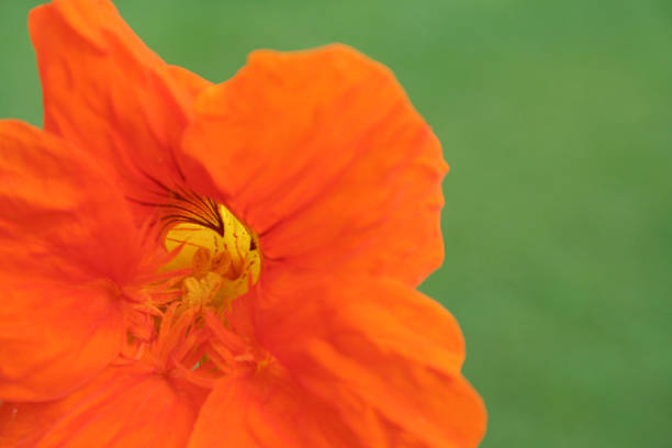 orange flower stock photo