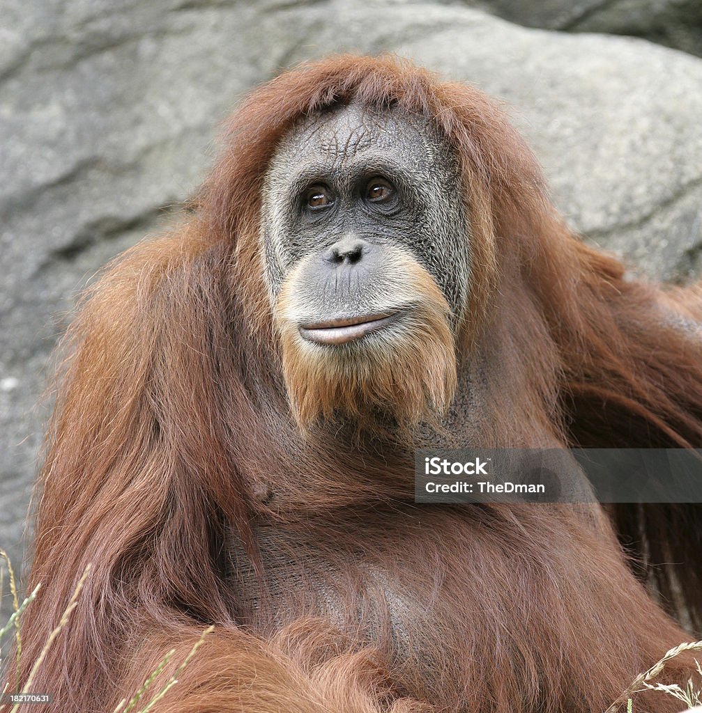 Orangutan Portret - Zbiór zdjęć royalty-free (Orangutan)