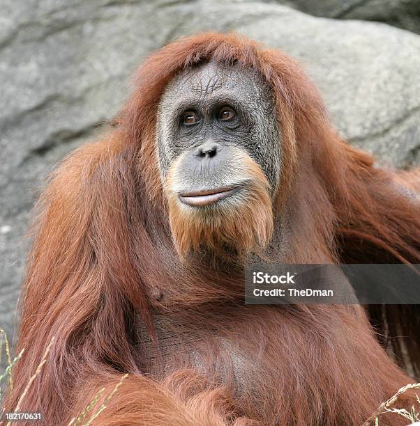 Orangutan Portret - zdjęcia stockowe i więcej obrazów Orangutan - Orangutan, Brązowy, Czerwony