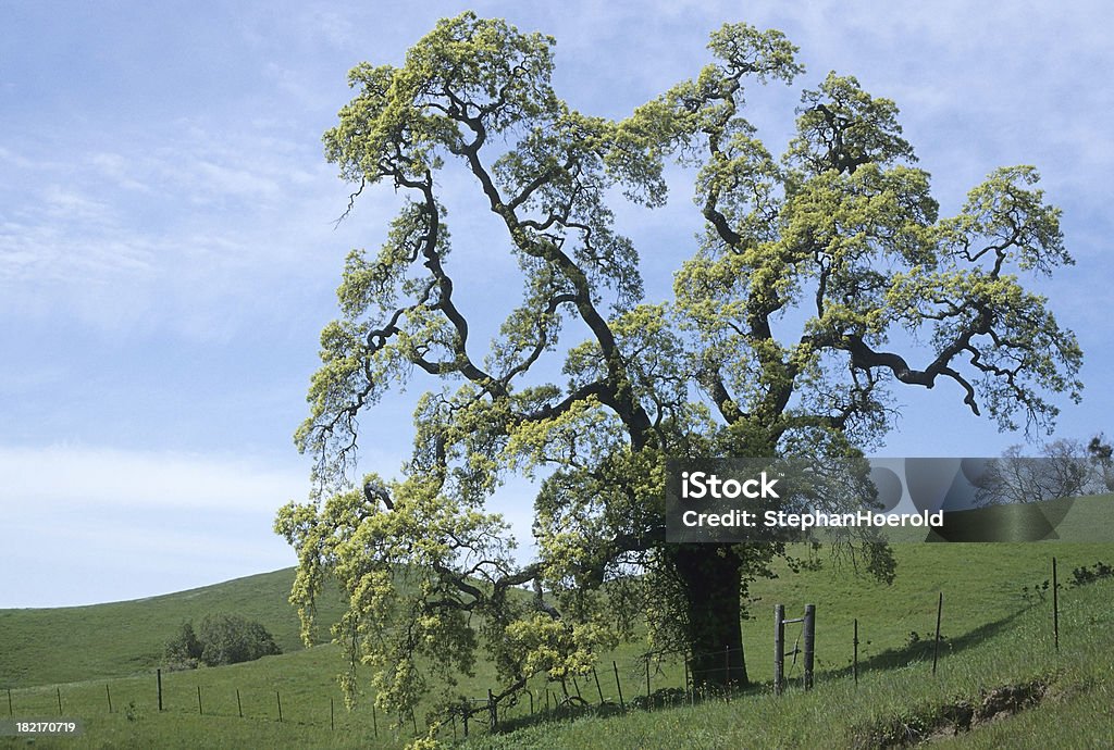 Chêne de Californie - Photo de Arbre libre de droits