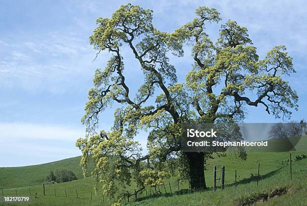 California Oak - zdjęcia stockowe i więcej obrazów Bez ludzi - Bez ludzi, Drzewo, Dąb - drzewo