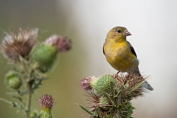 istock American Goldfinch 182170755