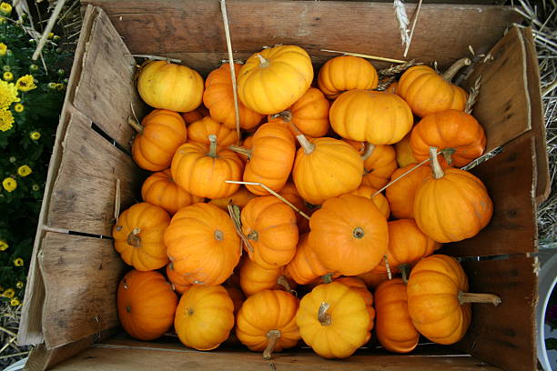 Gourds em caixa de madeira - foto de acervo