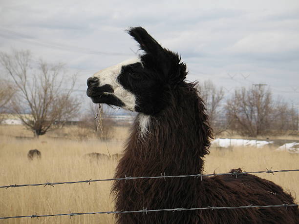 Llama Profile stock photo
