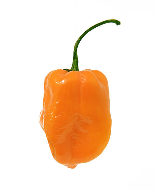 A macro of a hot habanero pepper on a pure white background.