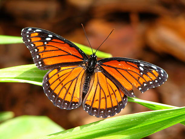 Viceroy Butterfly stock photo