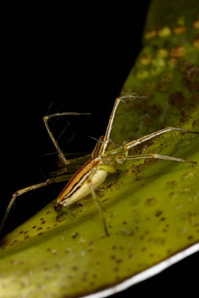 aranha e afídeo ovos - white animal eye arachnid australia imagens e fotografias de stock