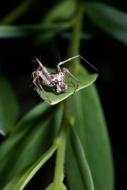 araña saltadora - white animal eye arachnid australia fotografías e imágenes de stock