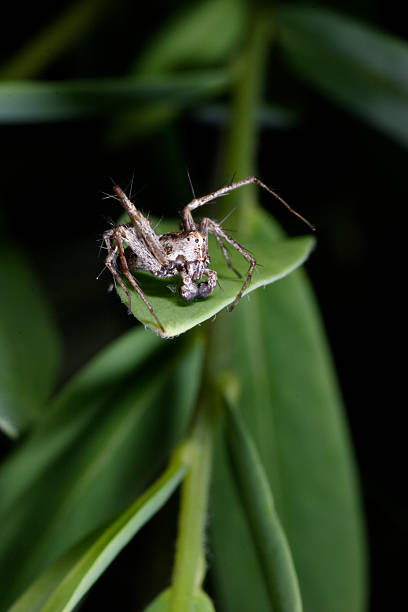 aranha saltadora - white animal eye arachnid australia imagens e fotografias de stock