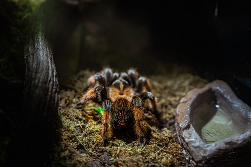 Brachypelma hamorii is a species of tarantula found in Mexico. It has been confused with B. smithi, both have been called Mexican redknee tarantulas.