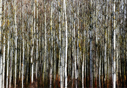 European white birch forest in frontal view. spring scene of white trunks in closeup view. dense under growth. spring season theme. artistic view. slender tree trunks. Betula pendula