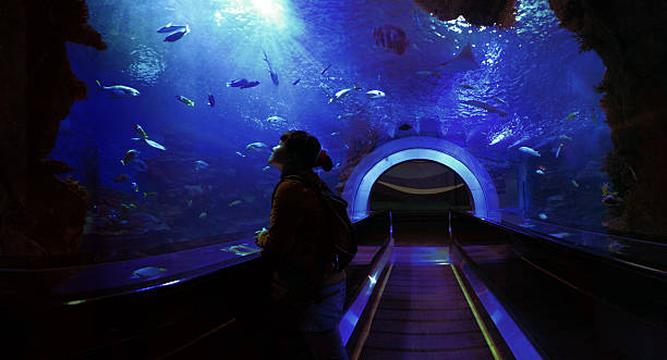 tunnel sottomarino - acquarium foto e immagini stock