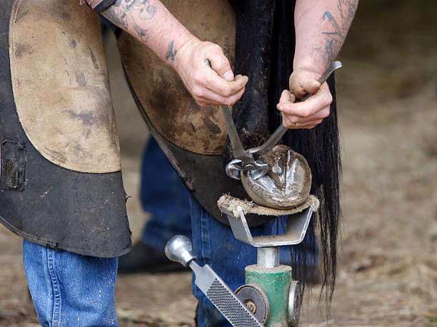 istock Farrier Trimming a Horse's Hoof 182171455