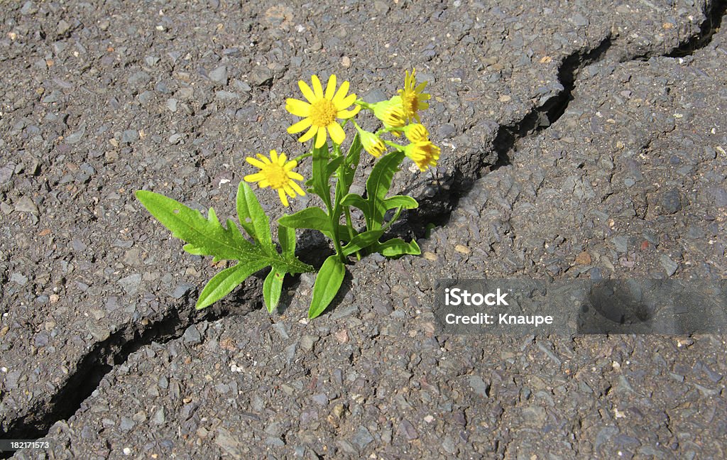 Asphalt Blume - Lizenzfrei Blume Stock-Foto