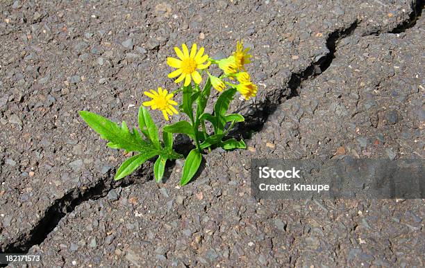 Asphalt Blume Stockfoto und mehr Bilder von Blume - Blume, Felsspalt, Asphalt