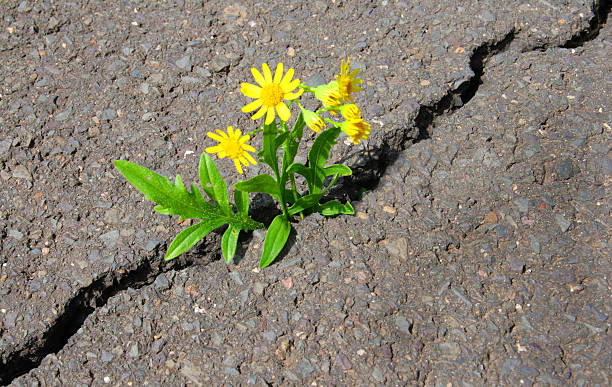 asfaltado flor - crevice fotografías e imágenes de stock