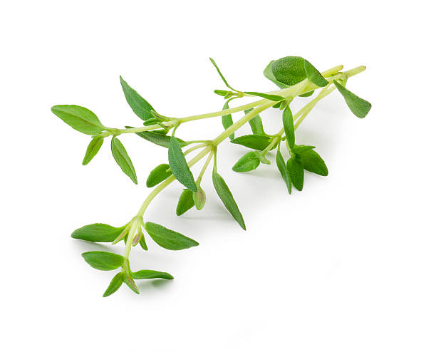 Thyme "The file includes a excellent clipping path, so it's easy to work with these professionally retouched high quality image. Need some more Herbs" garnish stock pictures, royalty-free photos & images