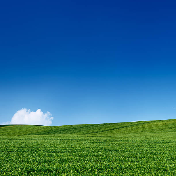 istock Square spring landscape 50MPix XXXXL - meadow, blue sky 182171599
