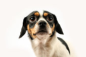Fearful small dog on white background
