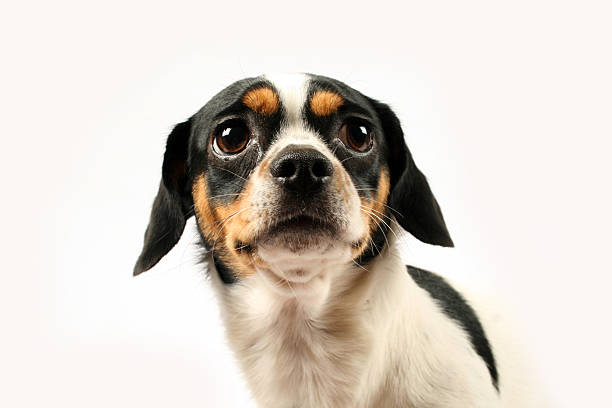 Fearful small dog on white background Dog with sad eyes begging animal behavior stock pictures, royalty-free photos & images