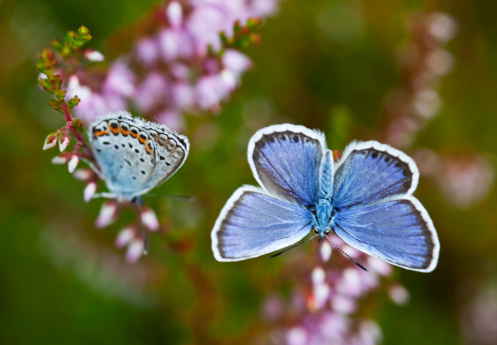 Common Blue Butterfly (Polyommatus icarus) in the heather.See also my LB: