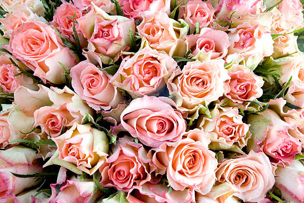 istock A bunch of pink and white roses 182171783