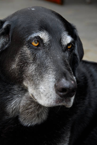 vecchio laboratorio nero - dog black labrador retriever animal nose foto e immagini stock