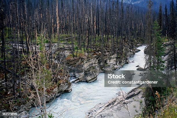 Incêndio Florestal - Fotografias de stock e mais imagens de Acidente Natural - Acidente Natural, Acidentes e Desastres, Ao Ar Livre