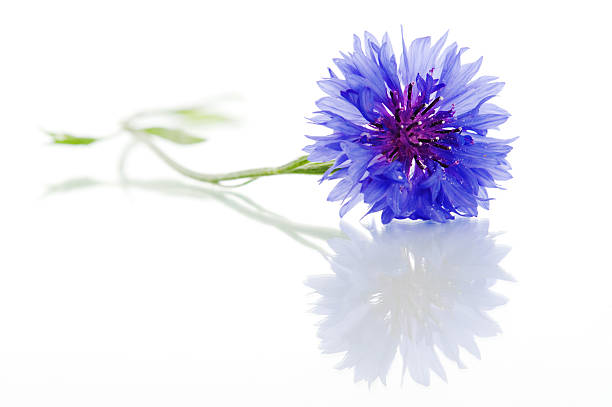 cyanus segetum-barbeau - flower single flower macro focus on foreground photos et images de collection