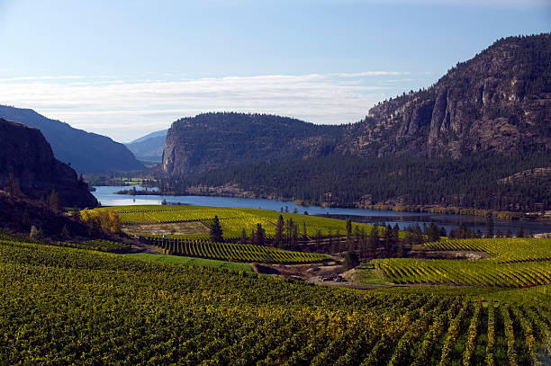 istock okanagan valley vineyards  penticton british columbia 182172087