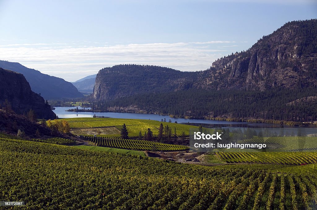 Vinhas penticton vale de okanagan, na Colúmbia Britânica - Royalty-free Vale de Okanagan - Colúmbia Britânica Foto de stock