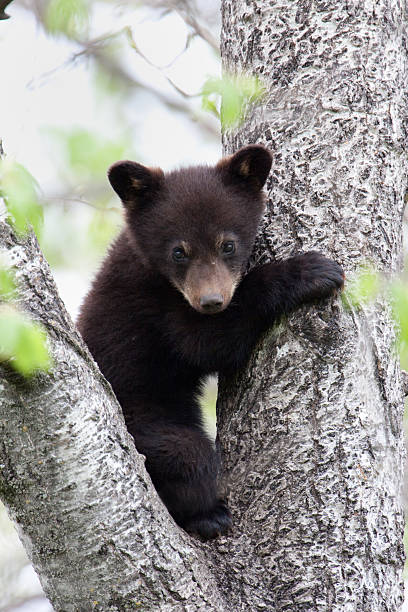 istock Black bear cub in between two limbs of a tree 182172112