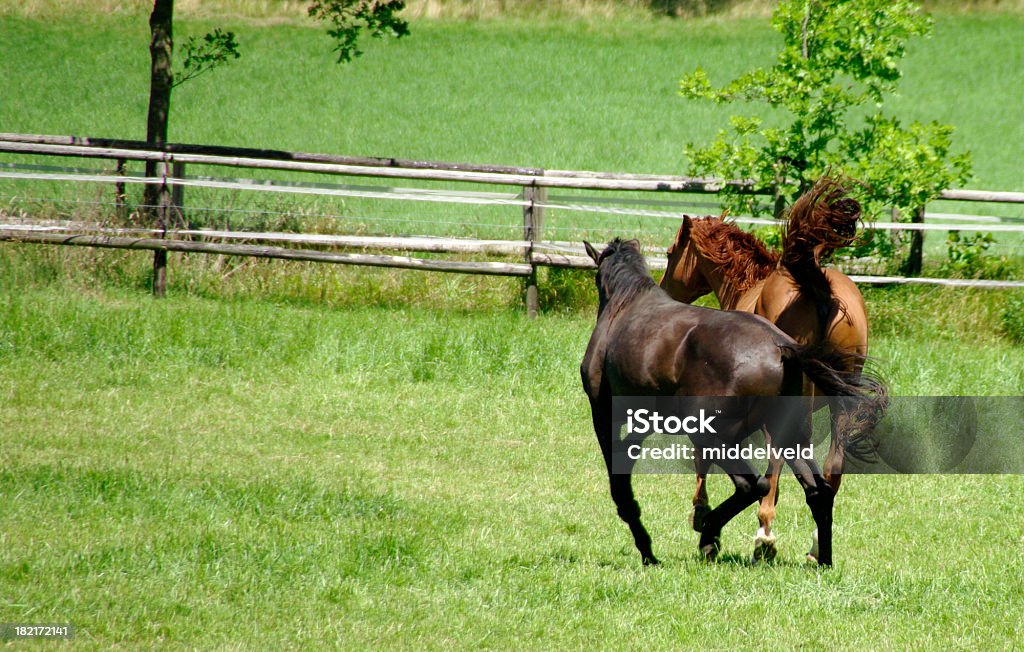 Zwei Spielen Pferde - Lizenzfrei Agrarbetrieb Stock-Foto