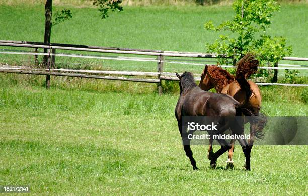 Zwei Spielen Pferde Stockfoto und mehr Bilder von Agrarbetrieb - Agrarbetrieb, Aktivitäten und Sport, Bewegung
