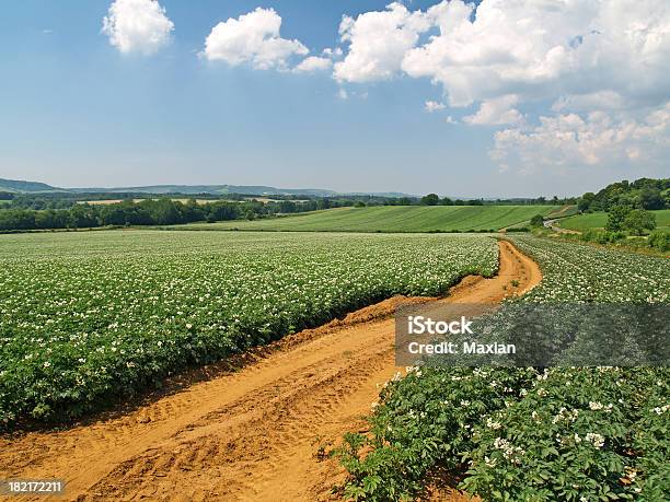 Foto de Batata Corte No Verão e mais fotos de stock de Batata - Tubérculo - Batata - Tubérculo, Campo, Estrada