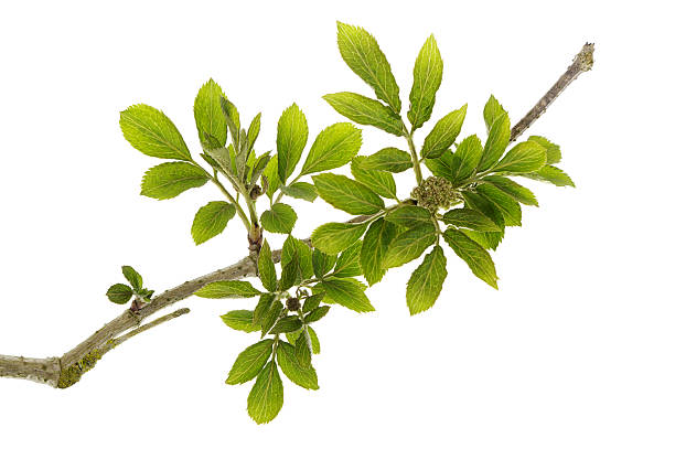 Elderberry, elderflower leaf isolated on white background