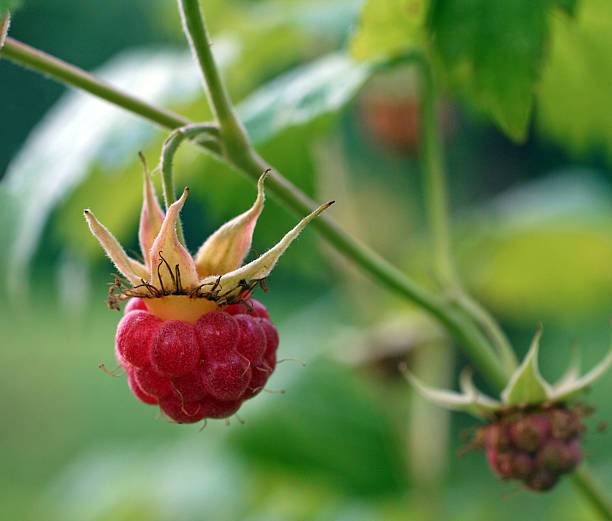 Free picture: wild, raspberri