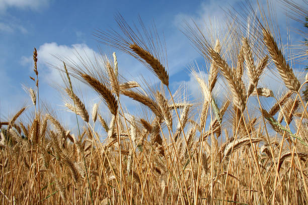 istock wheatfield in the morning 182172314