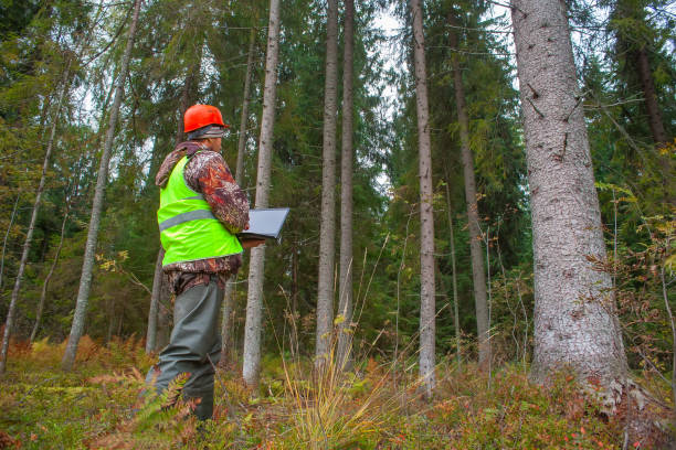 istock A forest engineer in a helmet and a vest works in the forest with a computer. 1821726761
