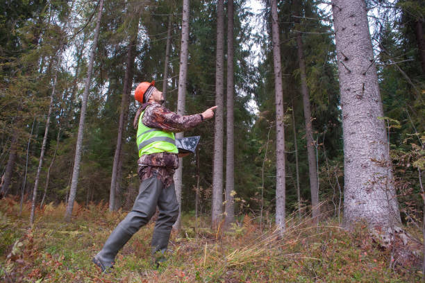 istock A forest engineer in a helmet and a vest works in the forest with a computer. 1821727282