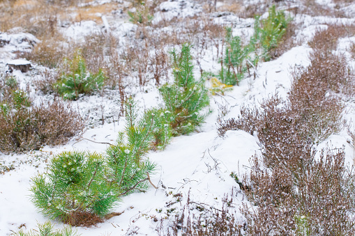 Green pine seedlings on a snowy background. Forestry and afforestation. A row of planted trees on a winter background.