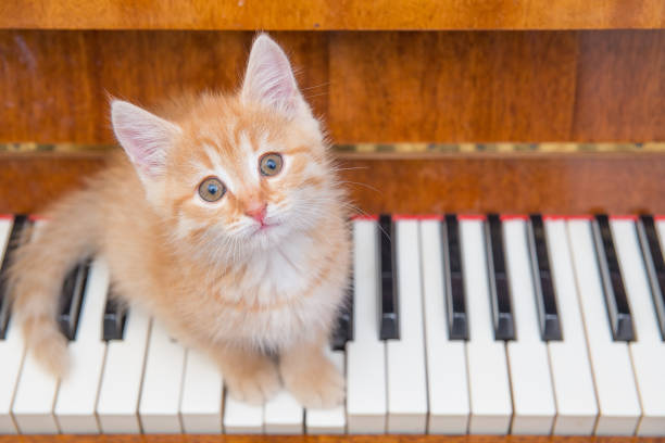 istock Funny kitten walks on the piano. 1821729894