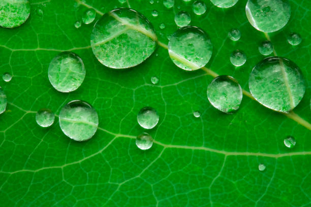 istock Water droplets on the surface of a green leaf. Raindrops. 1821729897