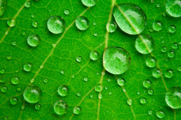 istock Water droplets on the surface of a green leaf. Raindrops. 1821729904