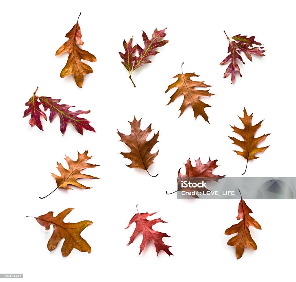 Autunno Foglia di quercia - Foto stock royalty-free di Autunno