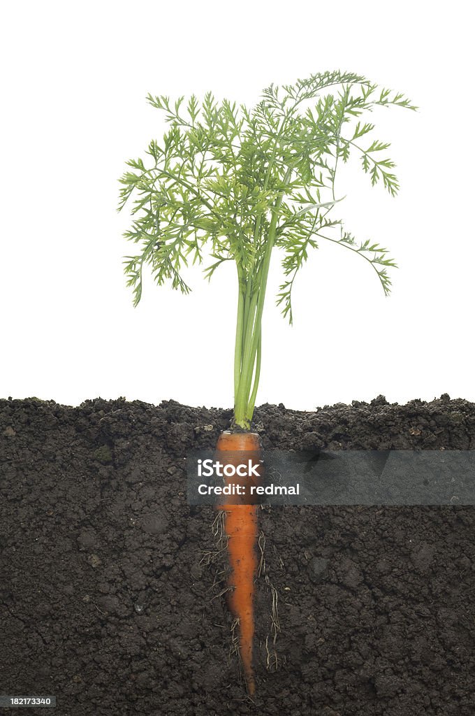 Fresh carrot Carrot growing in soil on white background[/url] Carrot Stock Photo