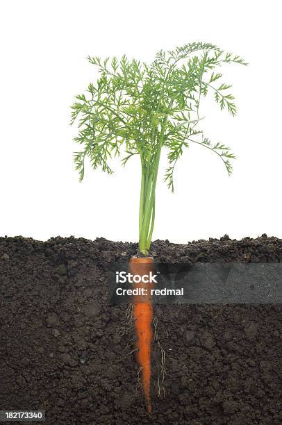 Fresh Carrot Stock Photo - Download Image Now - Carrot, Dirt, Color Image