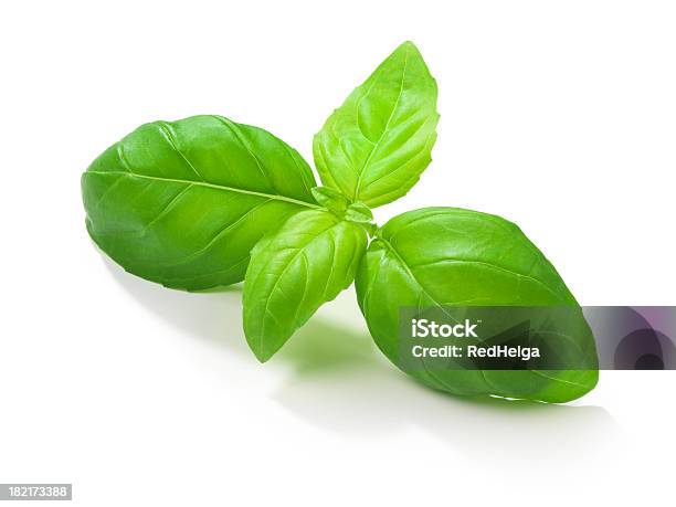 Basil Leafs Stockfoto und mehr Bilder von Basilikum - Basilikum, Freisteller – Neutraler Hintergrund, Blatt - Pflanzenbestandteile